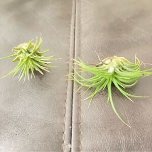 Green Air Plants